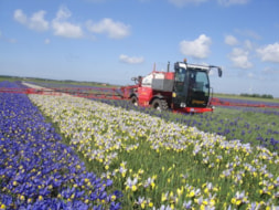 Spraying the Irisses